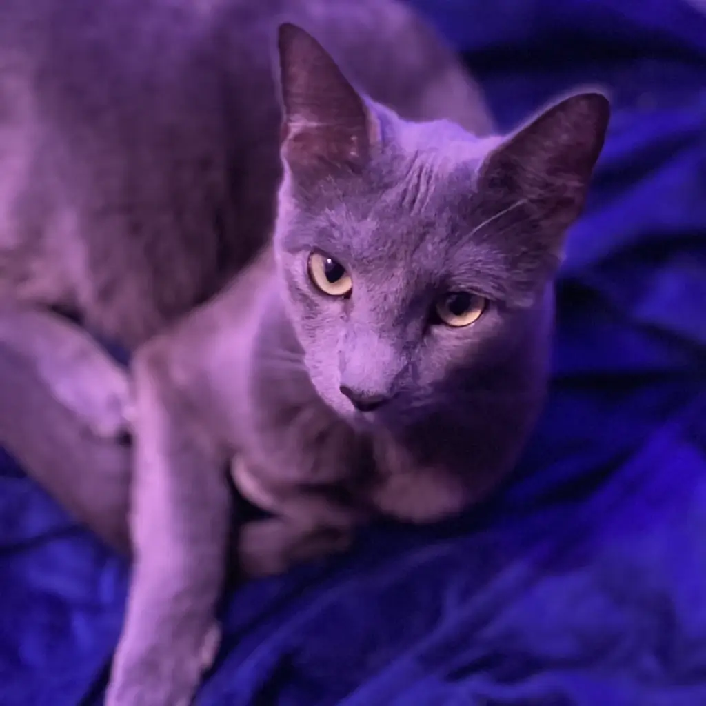 Bobble One or Two Against the Blue