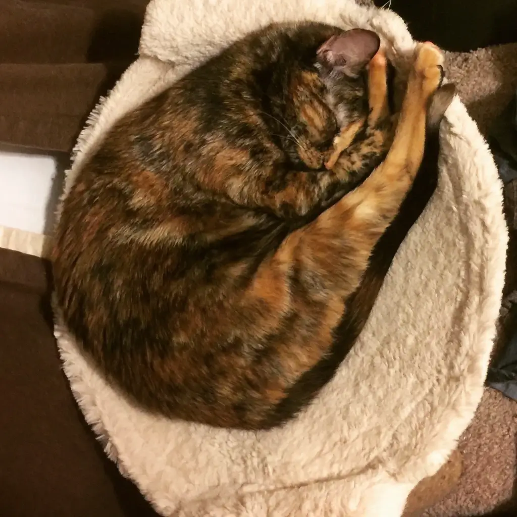 Crystal the Cute but Cranky Cat