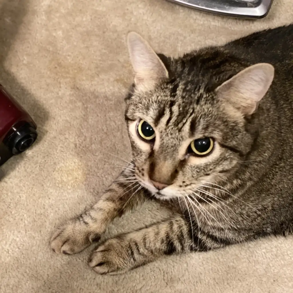 Pumba the Gentle Giant