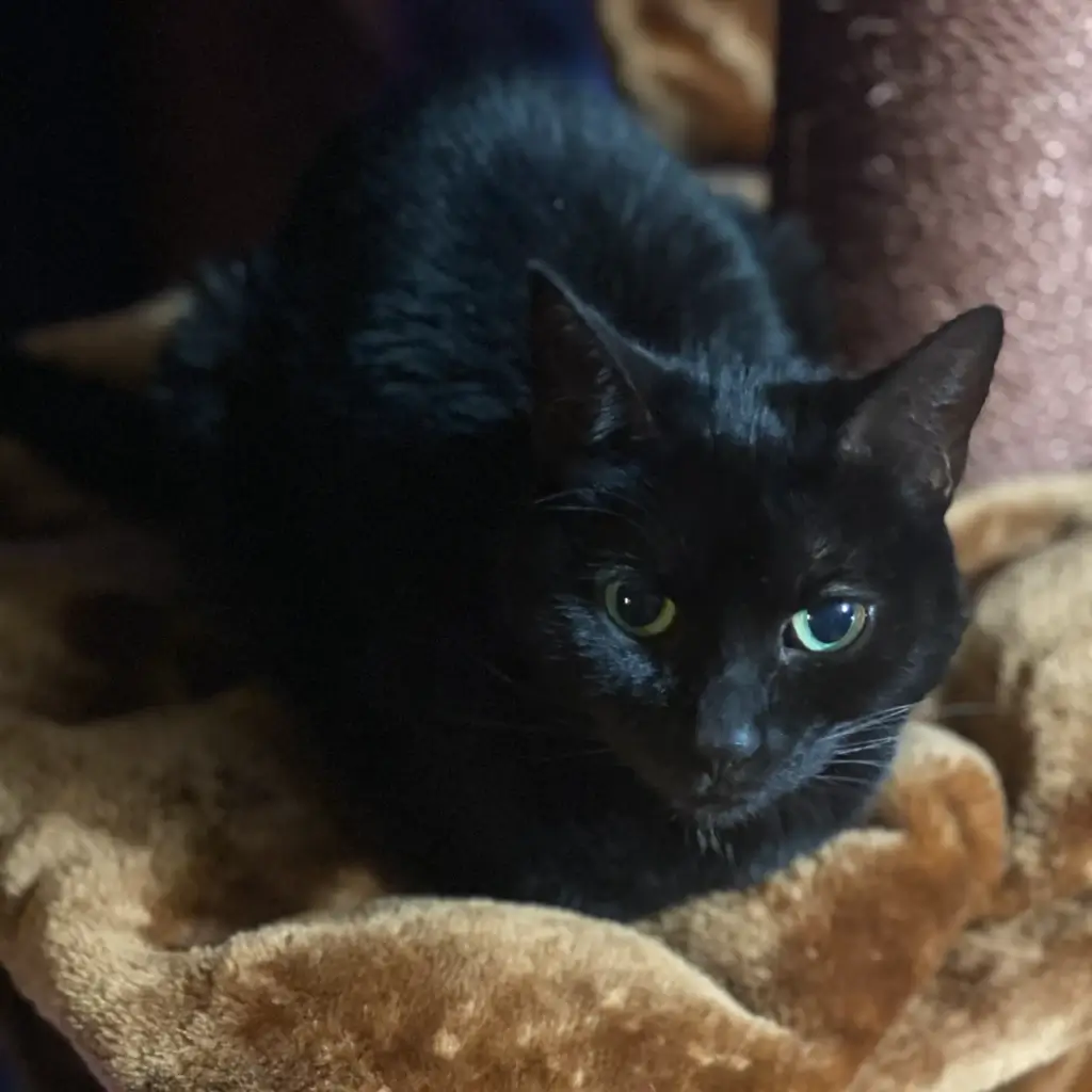 Cassie, Our Gentle and Loyal Black Kitty