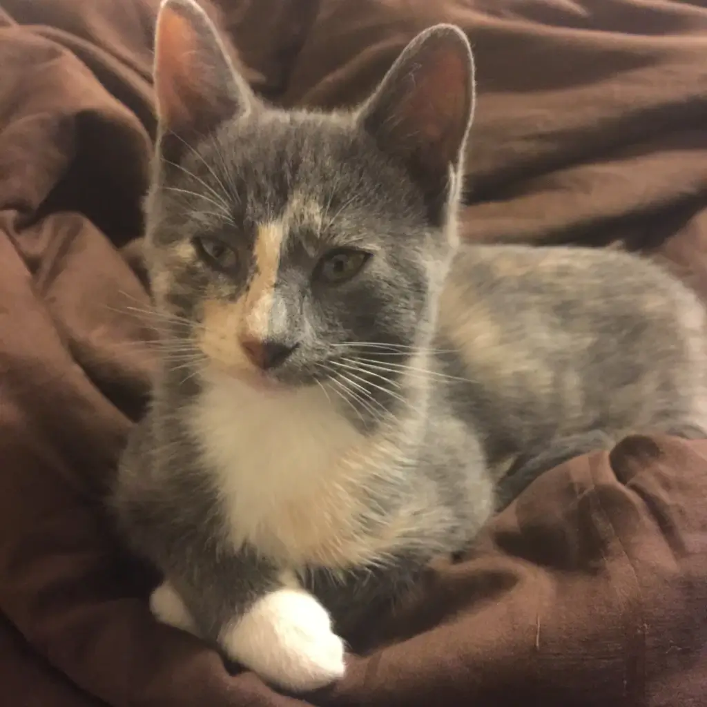 Dawn the Precious Kitty